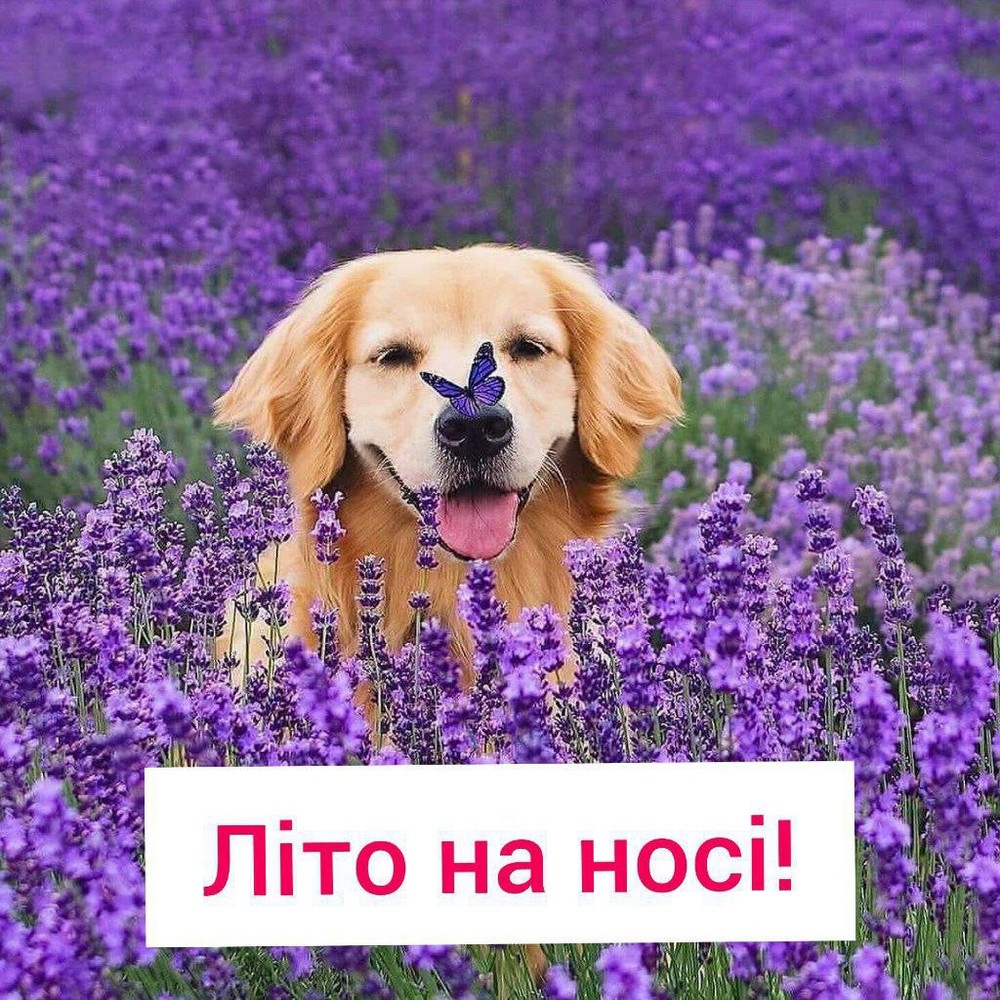 Літо на носі